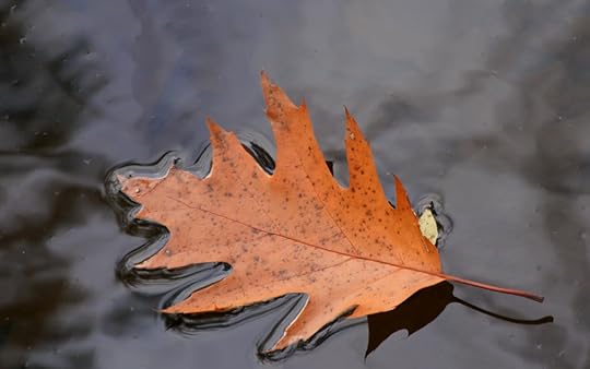 Fallen Foliage