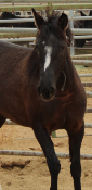 animal thumbnail