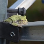 Frog - Adventure Story