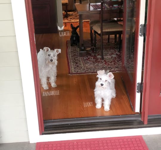 TeamSchnauzer