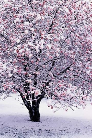 Arboretum_spring_snow00_4