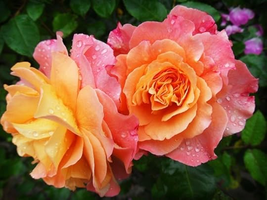 a double blossom peace rose<br />