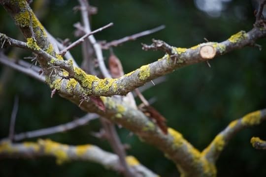 image of a fresh cut on a tree branch shows what a pruned branch looks like<br /><br /><br />
