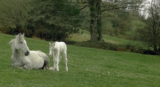 Dartmoor pony and foal