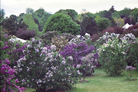 Rochester's Lilac Festival – May 14-23, 2010 | The Finger Lakes Travel Maven