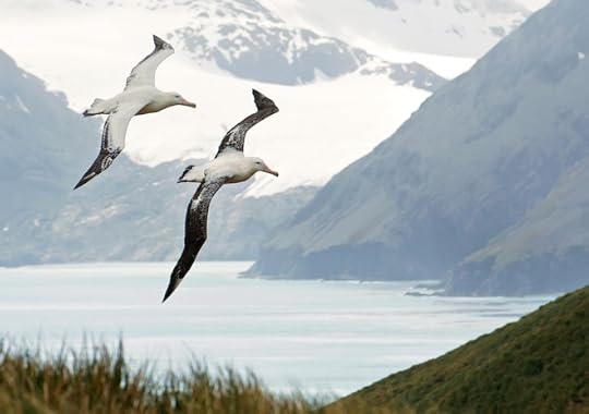 How albatrosses fly, find food, and nest - BirdWatching