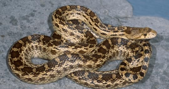 a gopher snake
