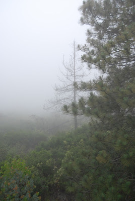 Fog on pine tree