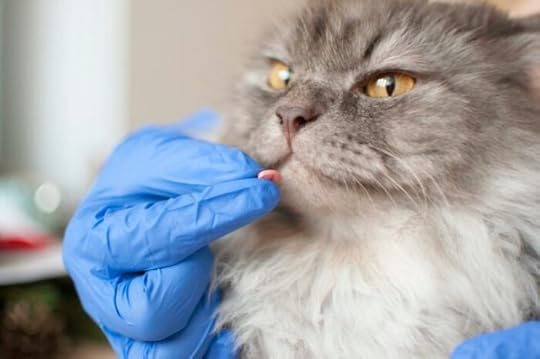 cat-pill-medication