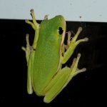 Frog - Adventure Story