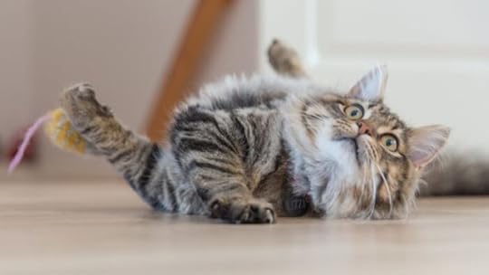 cat-playing