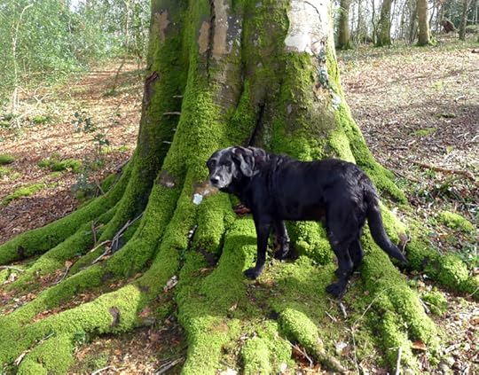 Woods 6
