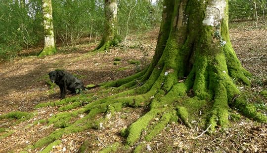 Woods 8