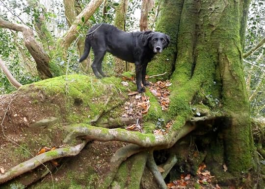 Woods 12