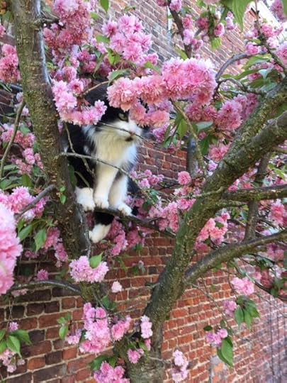 bella-bloesem-twee-recht