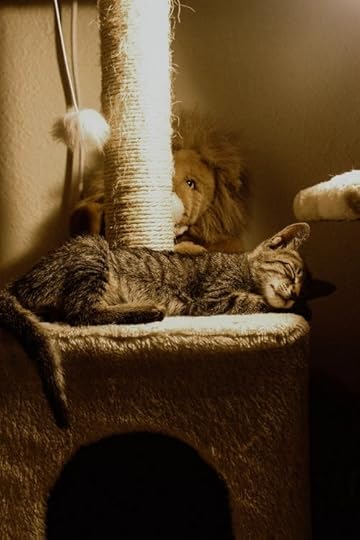 Brown Tabby Cat Lying on Cat Tree