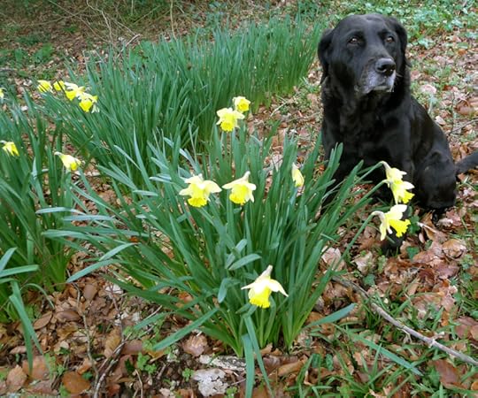 Wild daffodils in our woods