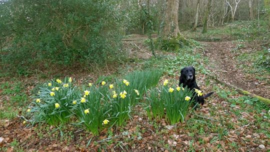 Daffodils and hound