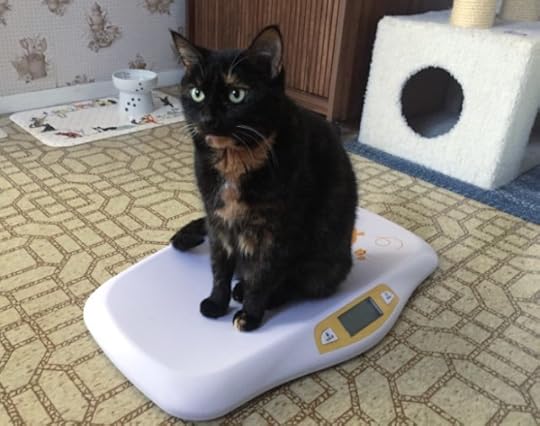 cat-scale