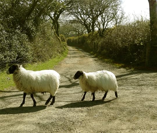 Sheep crossing