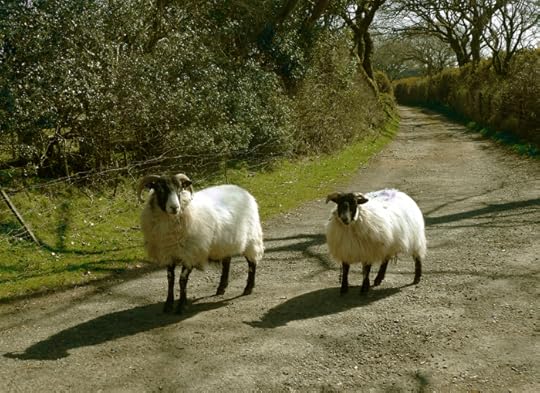 Sheep in the lane