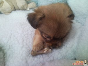 博猫娱乐