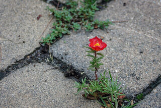 Edgar Omar, Flickr, CC 2.0