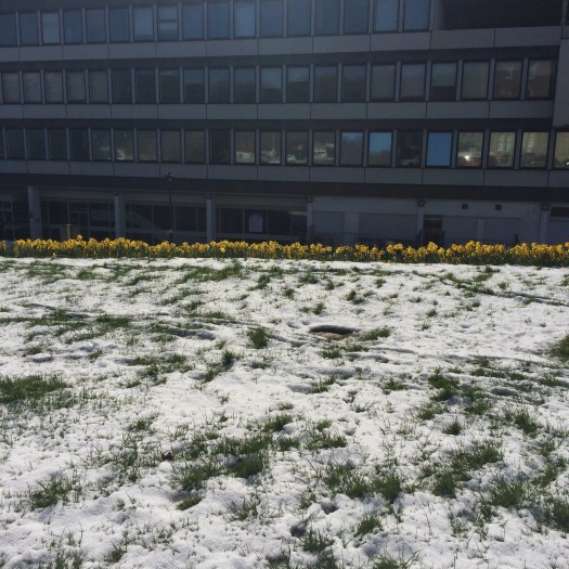 A line of daffodils in snow