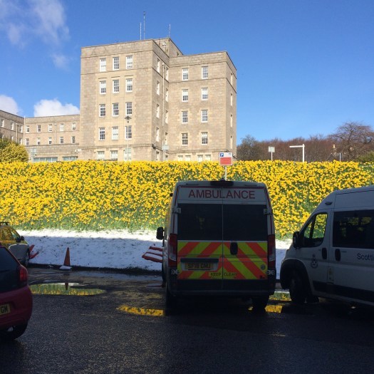 daffoldils in snow at Aberdeen Royal Infirmary
