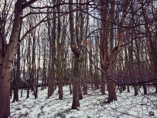 Trees in snow at ARI, Aberdeen