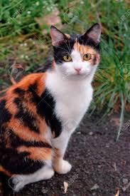 Curious Calico Cat Sitting Outside. Predator In The Autumn Garden Stock Photo, Picture And Royalty Free Image. Image 151880030.