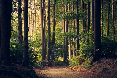 Differences Between Woods and Forest | Difference Between