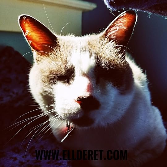 smiling-cat-shadows-1.jpg