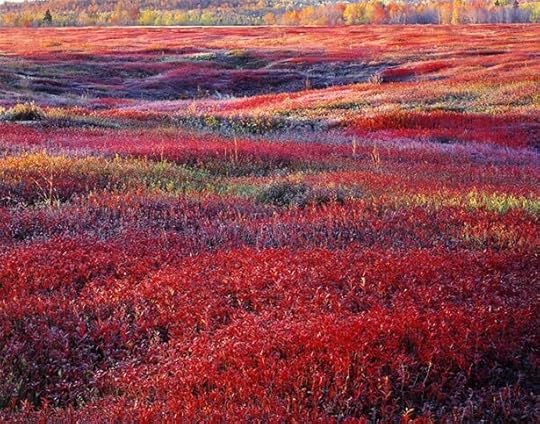 Photography by Christopher Burkett