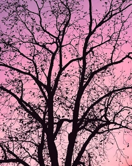 Photography by Christopher Burkett