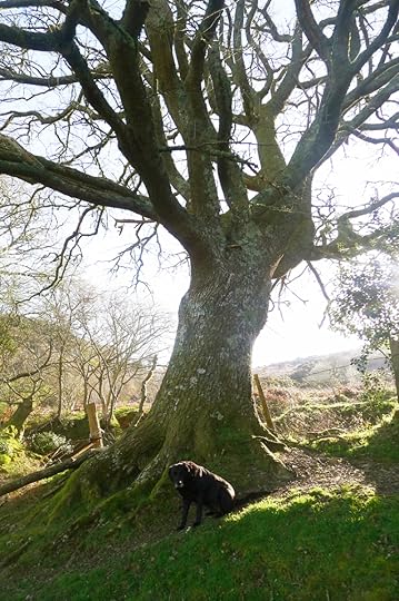 Old Oak 1