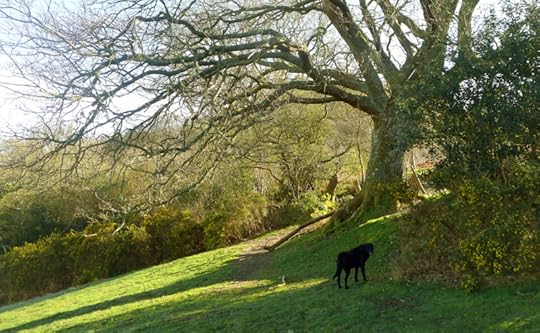 Old Oak 3