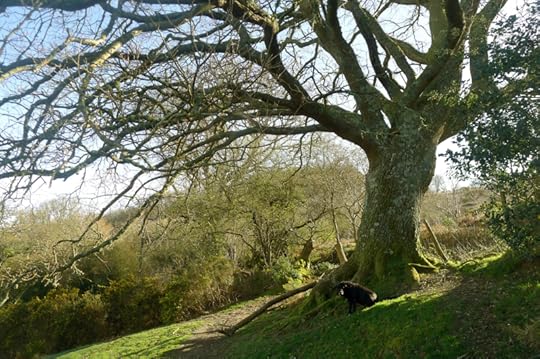 Old Oak 3