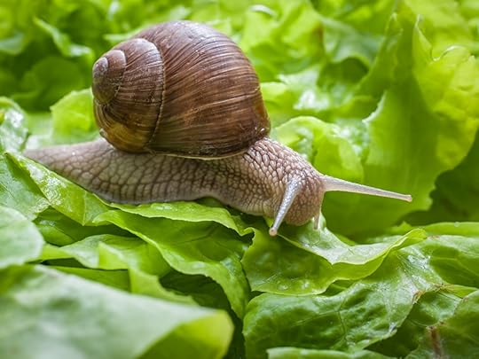 snail