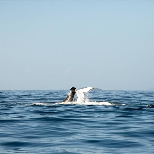 The fluke of a divine whale