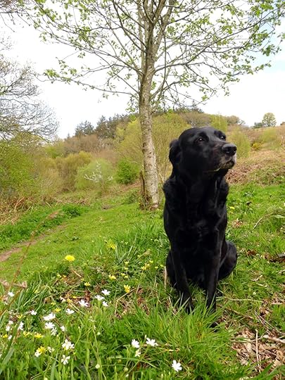 Tilly in the spring