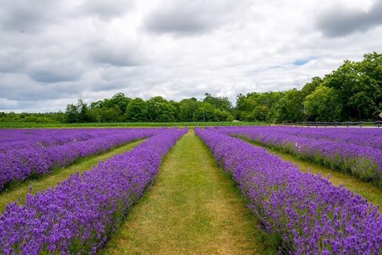 Rows of Lavender in the Lavender Fields on Washington Island, Wisconsin, Midwest islands