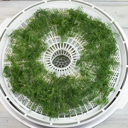 Dried dill on a tray.