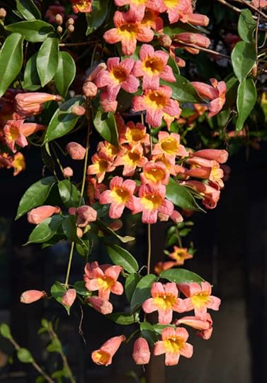 Crossvine or Bignonia capreolata 'Tangerine Beauty'