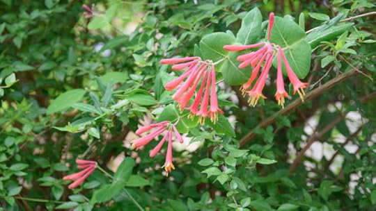 Major Wheeler native honeysuckle