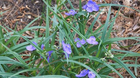 Spiderwort