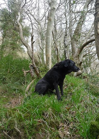 Woods 1