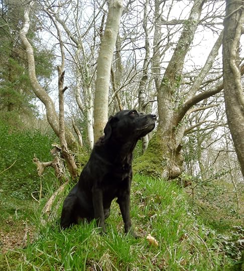 Woods 4