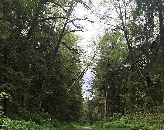 Forest - Fort and Light Adventure