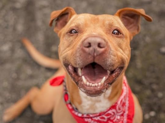 American Pit Bull Terrier Dog Breed Hypoallergenic, Health and Life Span | PetMD